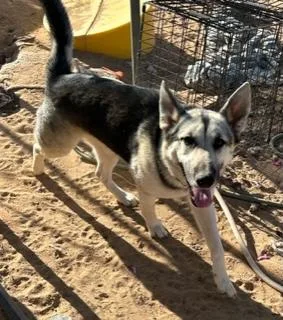 Miles The Great thumbnail 3