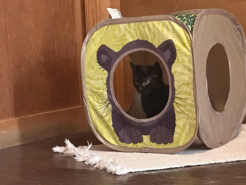 A baby medium-sized female Black Domestic Short Hair cat named Lenni for adoption in Gettysburg, PA