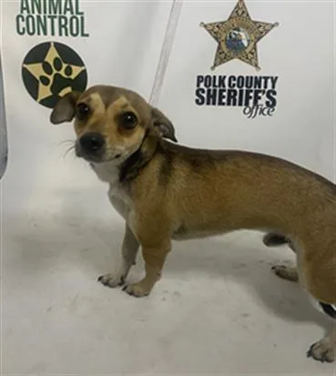 An adult small-sized male Chihuahua dog named Milo for adoption in Winter Haven, FL