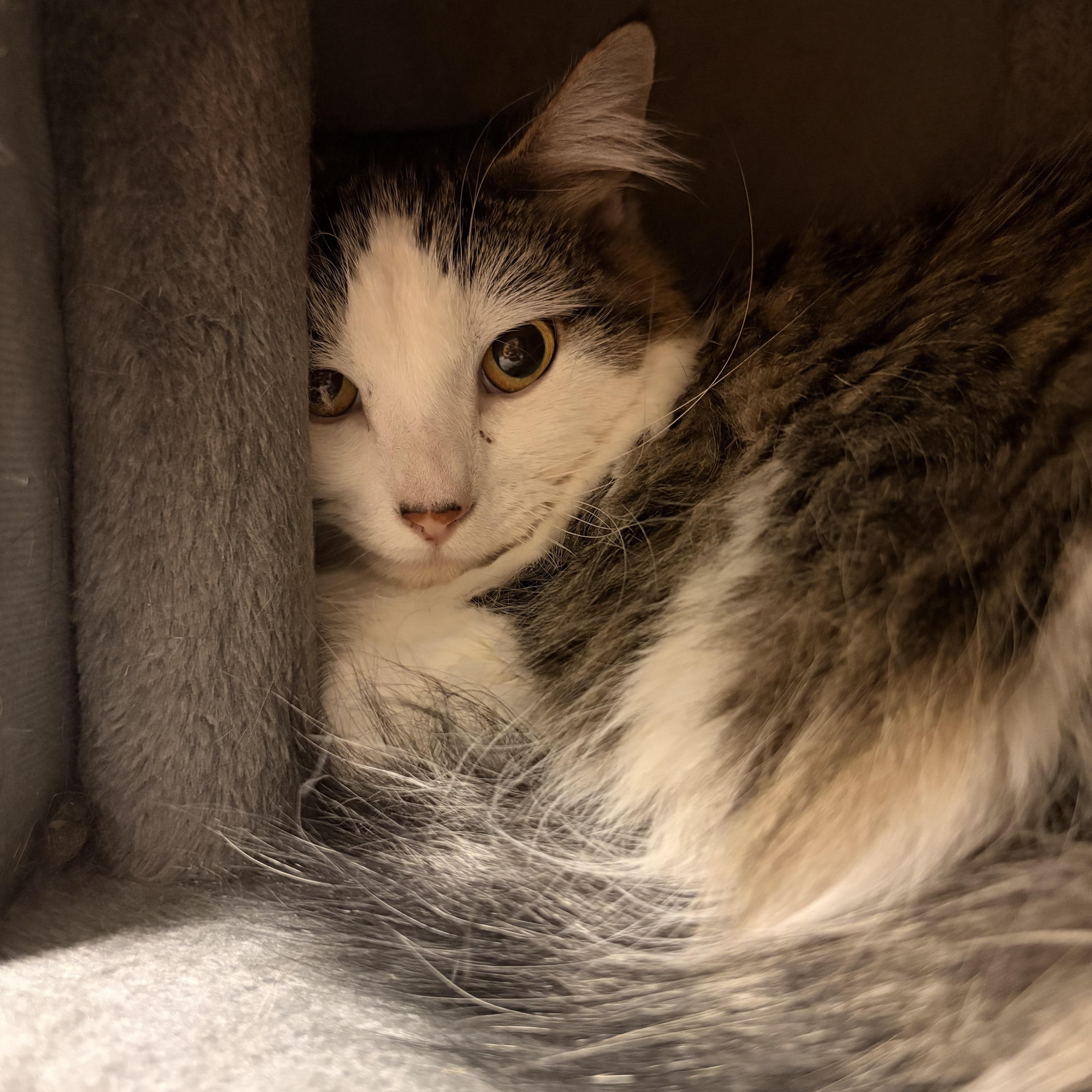 A young medium-sized female Tabby (Brown / Chocolate) Domestic Long Hair cat named MooMoo for adoption in Spokane, WA