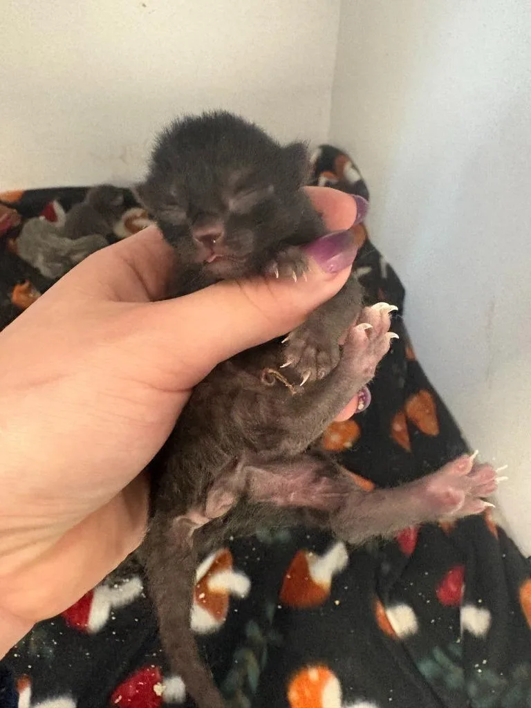 A baby small-sized male Domestic Short Hair cat named Chanel for adoption in New Kensington, PA