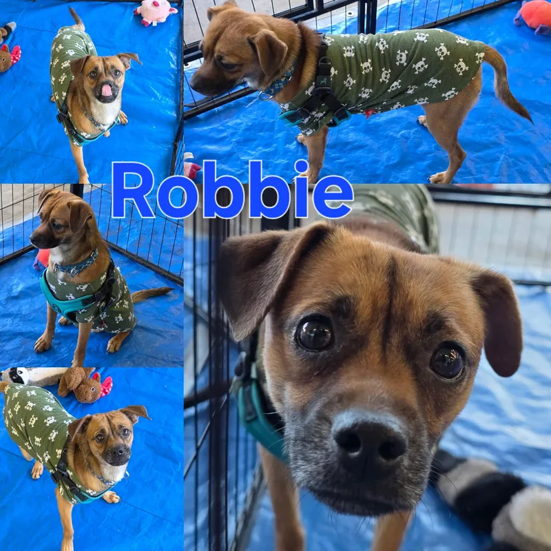 A baby small-sized female Brown / Chocolate Puggle dog named Ruby for adoption in Dallas, TX