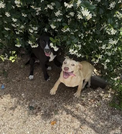 A baby medium-sized female Labrador Retriever dog named Skolopendra for adoption in New Orleans, LA
