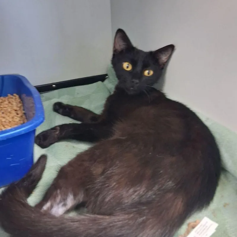 An adult medium-sized female Domestic Short Hair cat named Safari for adoption in Kingman, AZ
