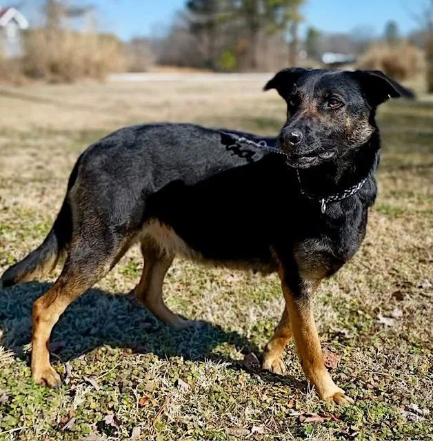 Dutchess thumbnail 2