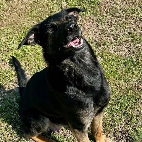 Dutchess thumbnail 3