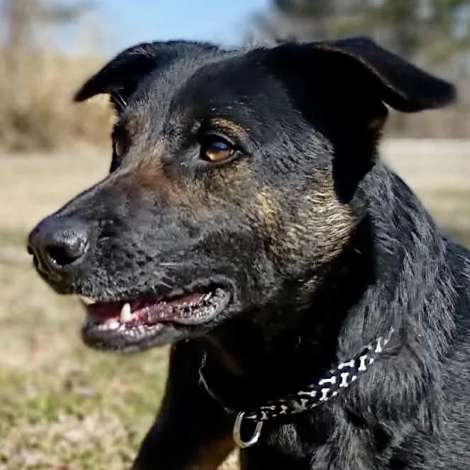 Dutchess thumbnail 4