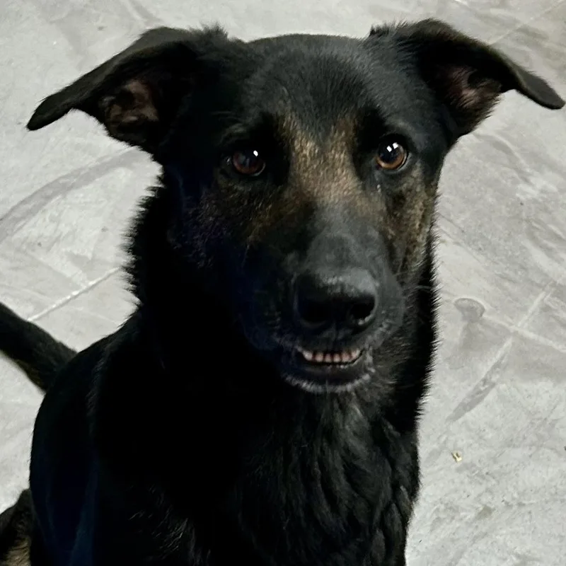 A young medium-sized female Black German Shepherd Dog dog named Dutchess for adoption in Watertown, CT