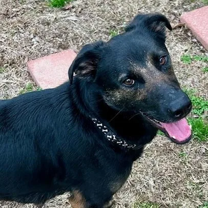 Dutchess thumbnail 5