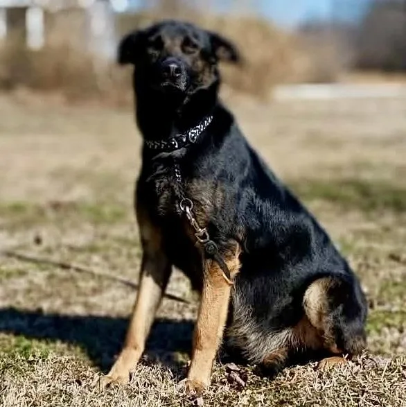 Dutchess thumbnail 6