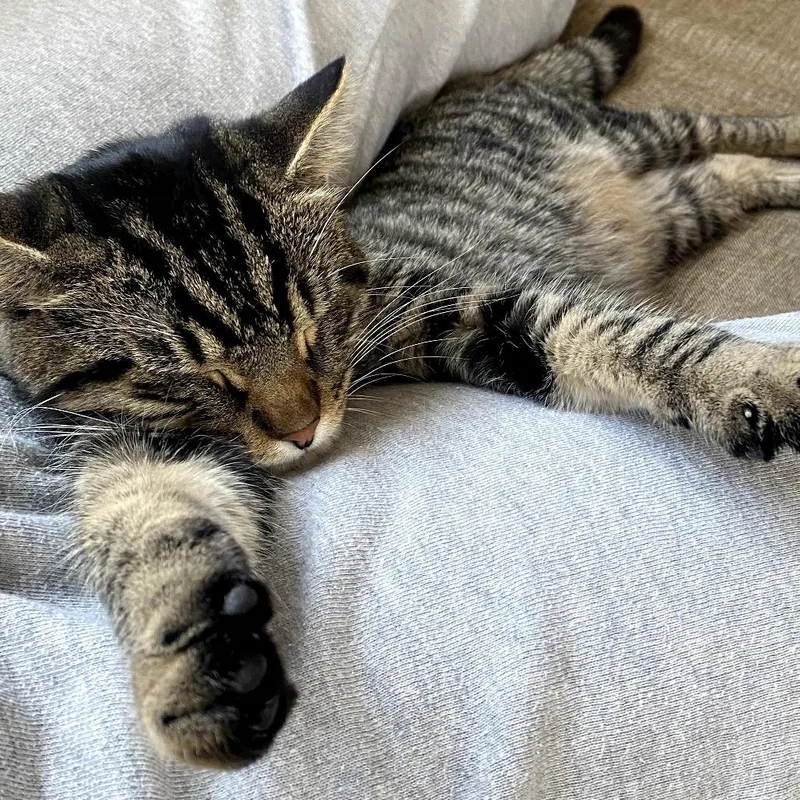 A young small-sized male Brown / Chocolate Domestic Short Hair cat named Bibble for adoption in Gibsonia, PA