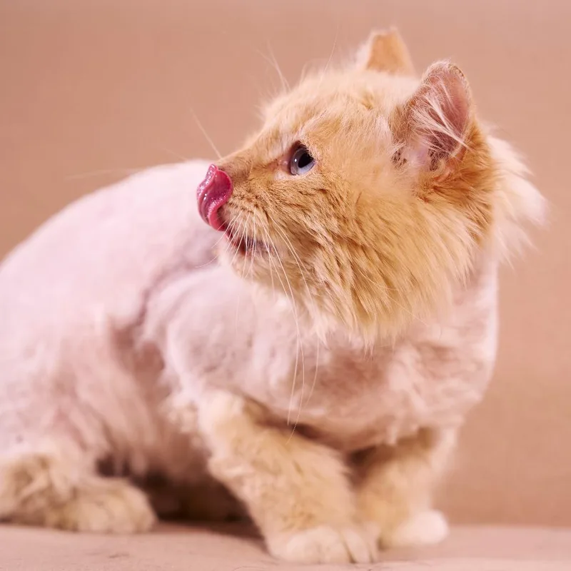 An adult medium-sized male Flame Point Domestic Long Hair cat named Rhett for adoption in Chaska, MN