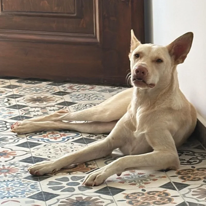 An adult medium-sized male Pharaoh Hound dog named Pinky for adoption in New York, NY