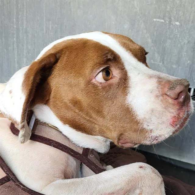 A young medium-sized female American Staffordshire Terrier dog named Stella for adoption in San Antonio, TX