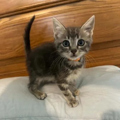 A baby small-sized male Domestic Short Hair cat named Citrine for adoption in Janesville, WI