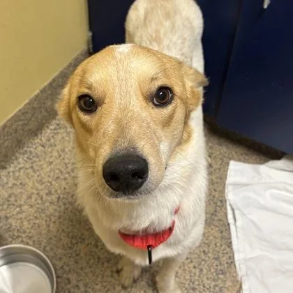 An adult large-sized female Fox Terrier dog named Harley for adoption in Merriam, KS