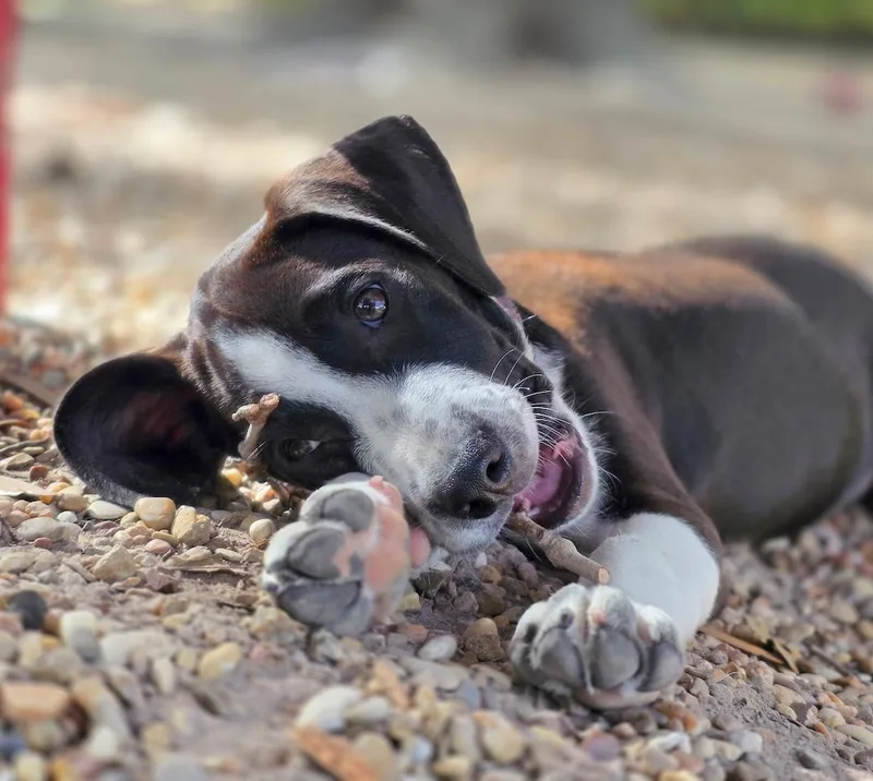 A baby small-sized male Tricolor (Brown, Black, & White) Beagle dog named Bobby for adoption in Tomball, TX