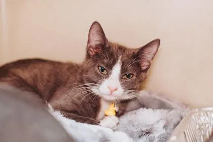 An adult small-sized male Domestic Short Hair cat named a Zephyr PetSmart North for adoption in North Charleston, SC