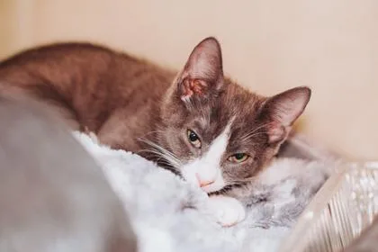 a Zephyr PetSmart North thumbnail 2