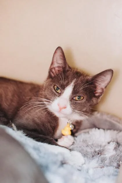 a Zephyr PetSmart North thumbnail 3