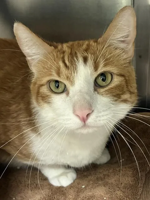 An adult large-sized male Tabby (Orange / Red) Tabby cat named Jack Jack Bonded for adoption in Canoga Park, CA