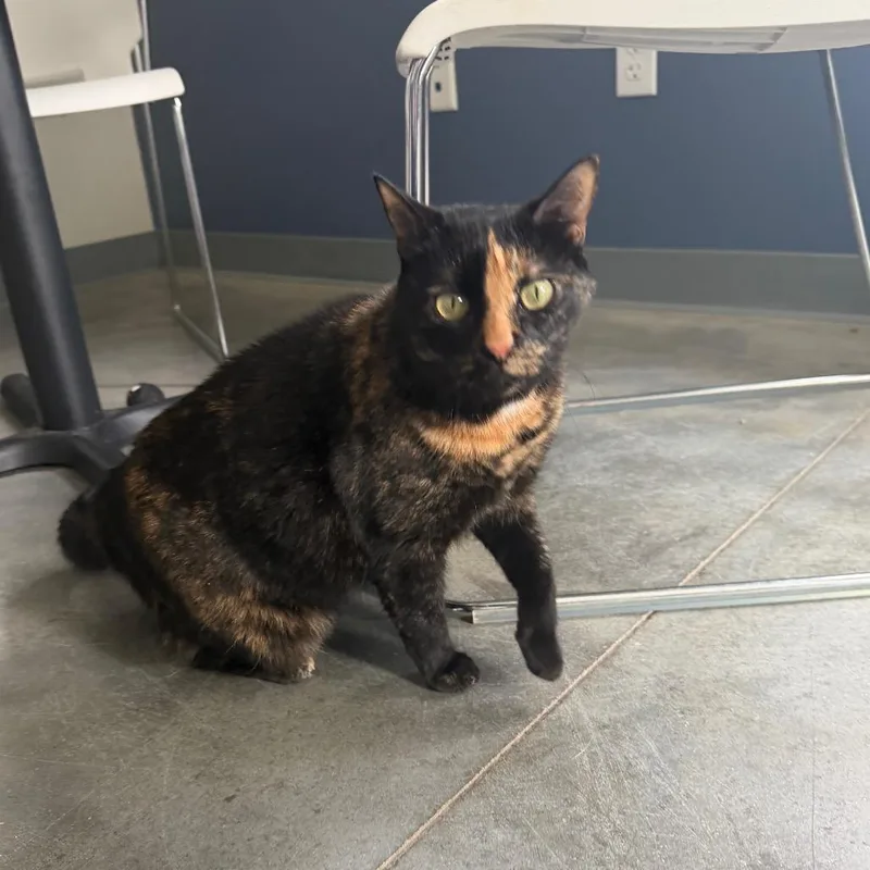 An adult medium-sized female Black Domestic Short Hair cat named Cleopatra for adoption in Kennebunk, ME