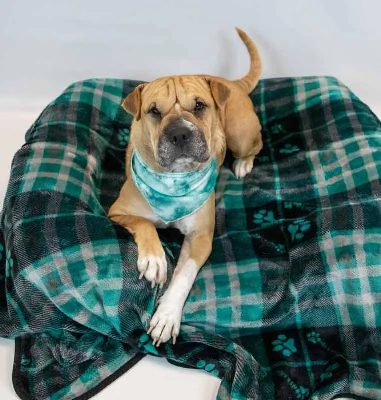 A young medium-sized female Shar-Pei dog named Empress for adoption in Kennesaw, GA