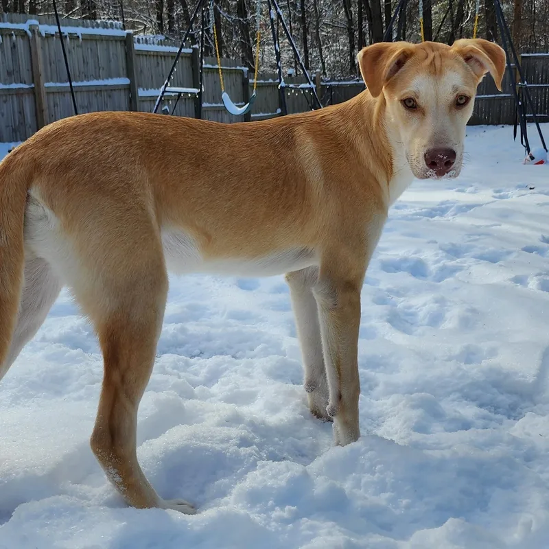 A young large-sized male Yellow Labrador Retriever dog named Frank PB Banana for adoption in Andover, MA