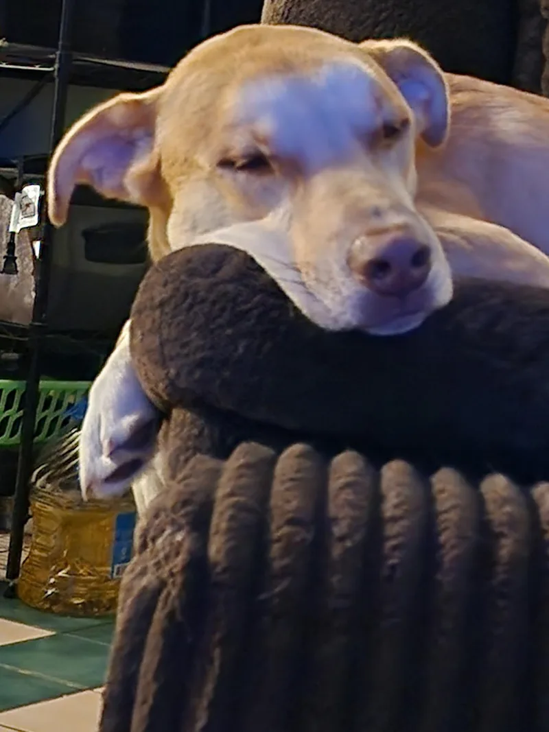 Frank PB Banana  thumbnail 4