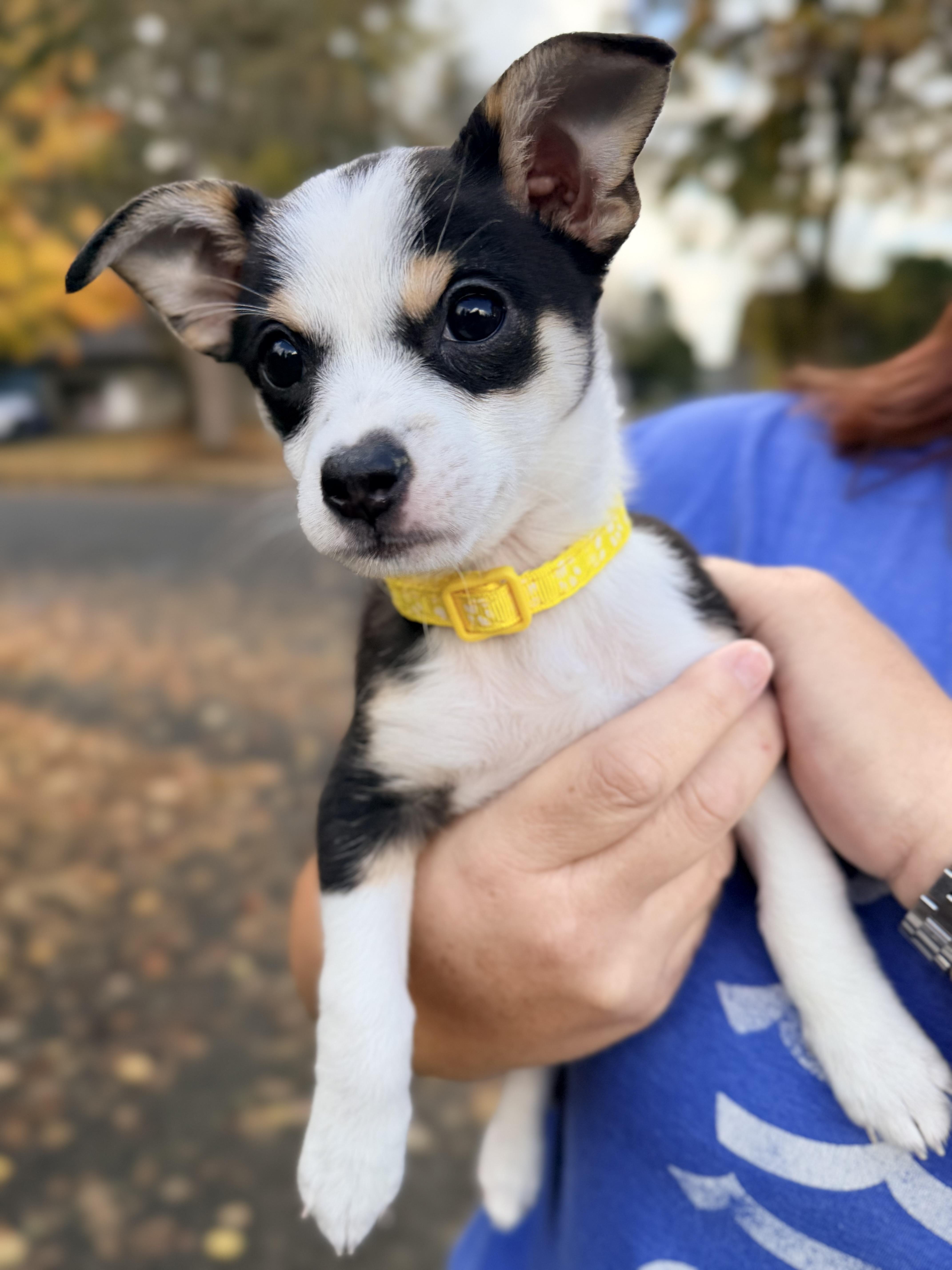 A baby small-sized female Tricolor (Brown, Black, & White) Chihuahua dog named Ballet for adoption in Beavercreek, OR