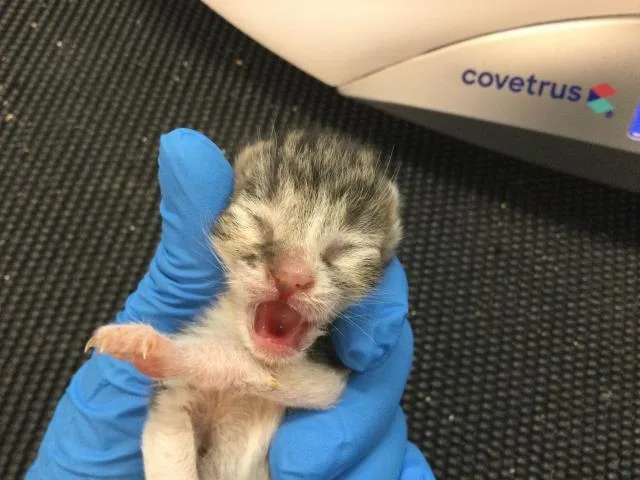 A baby small-sized male Domestic Short Hair cat named Azriel for adoption in Thousand Palms, CA