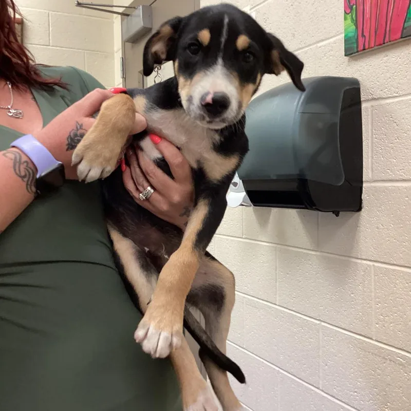 An adult large-sized male Mixed Breed dog named Loki for adoption in Memphis, TN