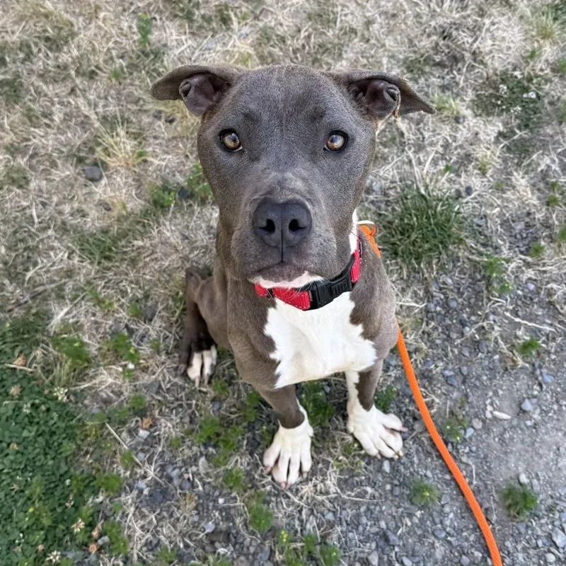 An adult medium-sized female Gray / Blue / Silver Pit Bull Terrier dog named Precious Gem for adoption in Tacoma, WA