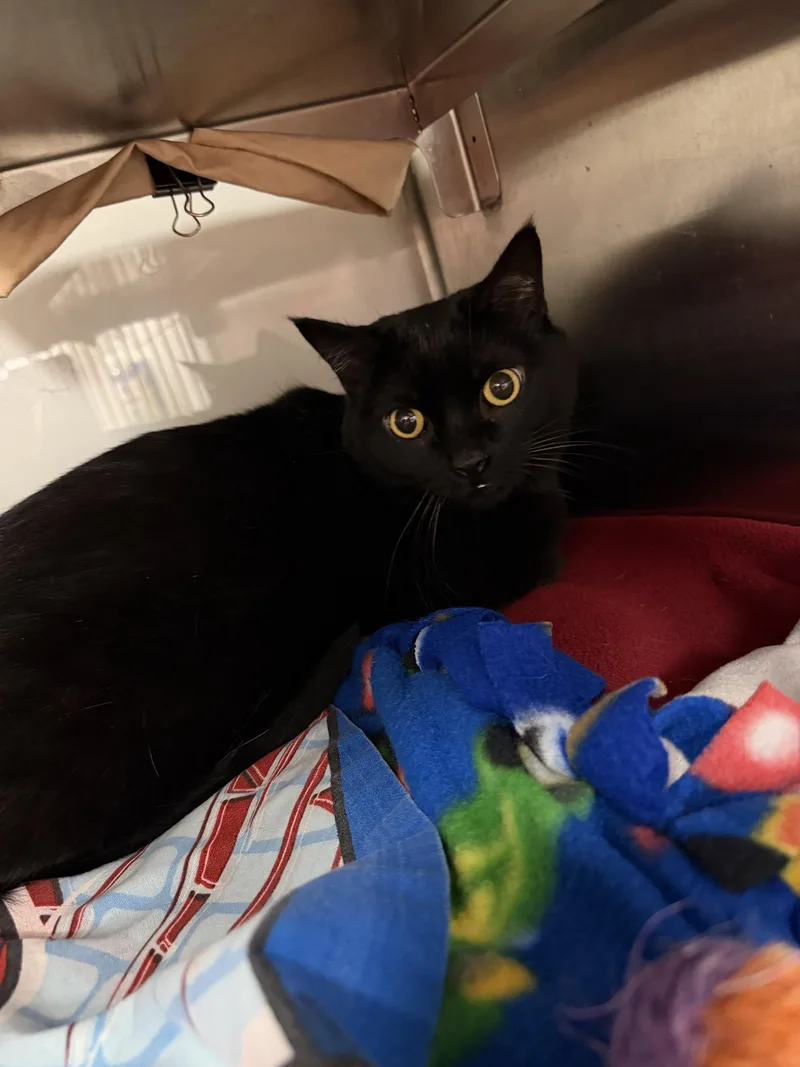 An adult medium-sized female Black Domestic Short Hair cat named Abi for adoption in Midland, MI