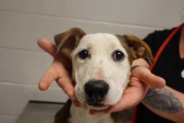 A baby small-sized female Mixed Breed dog named Leaf for adoption in Columbia, SC