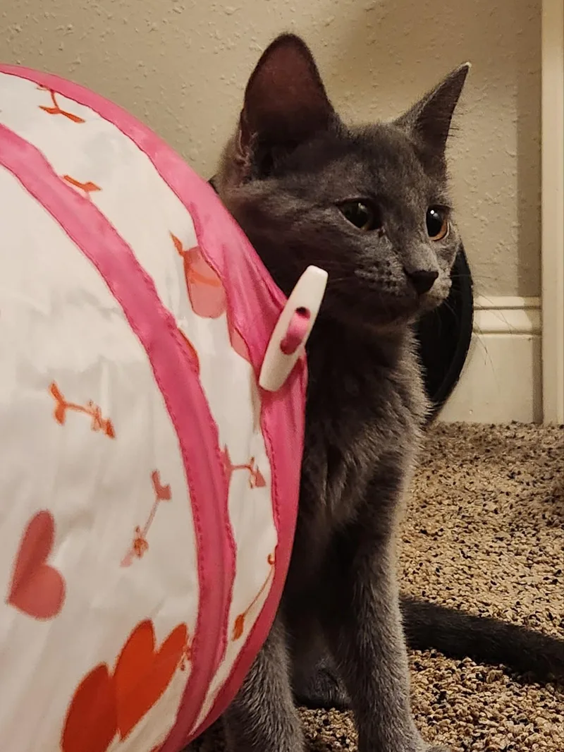 A baby small-sized female Gray / Blue / Silver Domestic Short Hair cat named Topaz for adoption in Milwaukee, WI