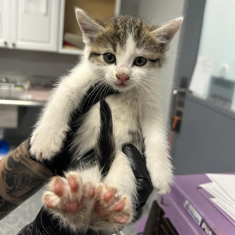 A baby small-sized female Domestic Medium Hair cat named Gamboge for adoption in Greenville, SC