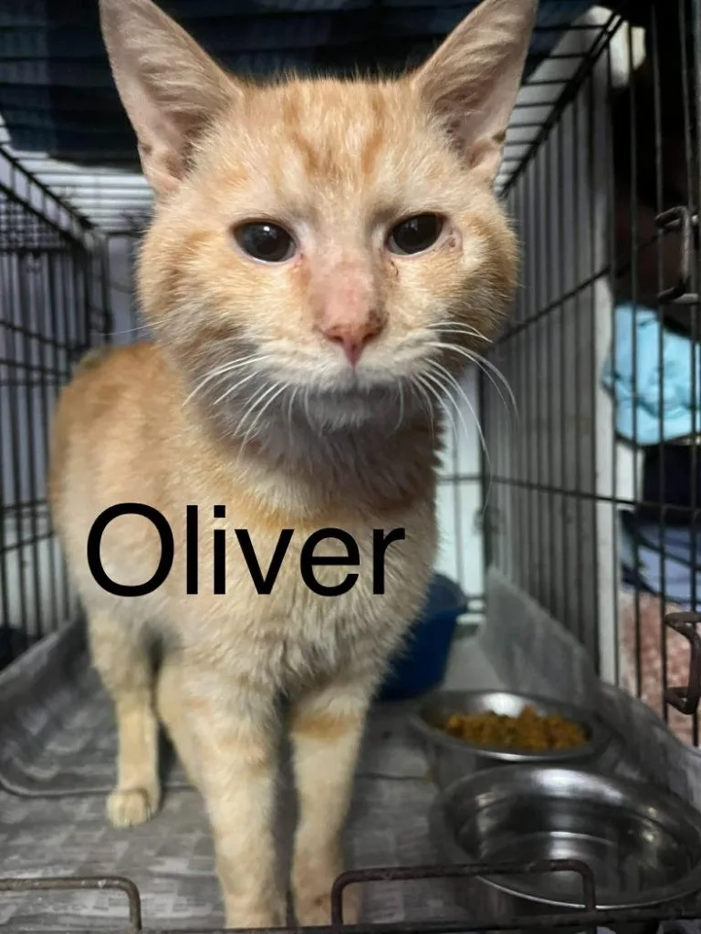 Oliver