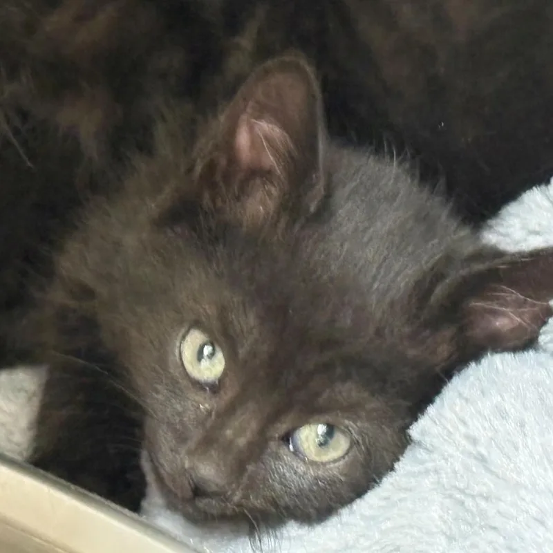 A baby small-sized female Domestic Short Hair cat named Kit for adoption in Chehalis, WA