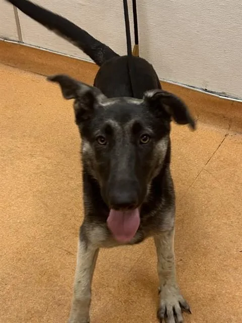 A young small-sized female German Shepherd Dog dog named Thelma for adoption in Martinez, CA