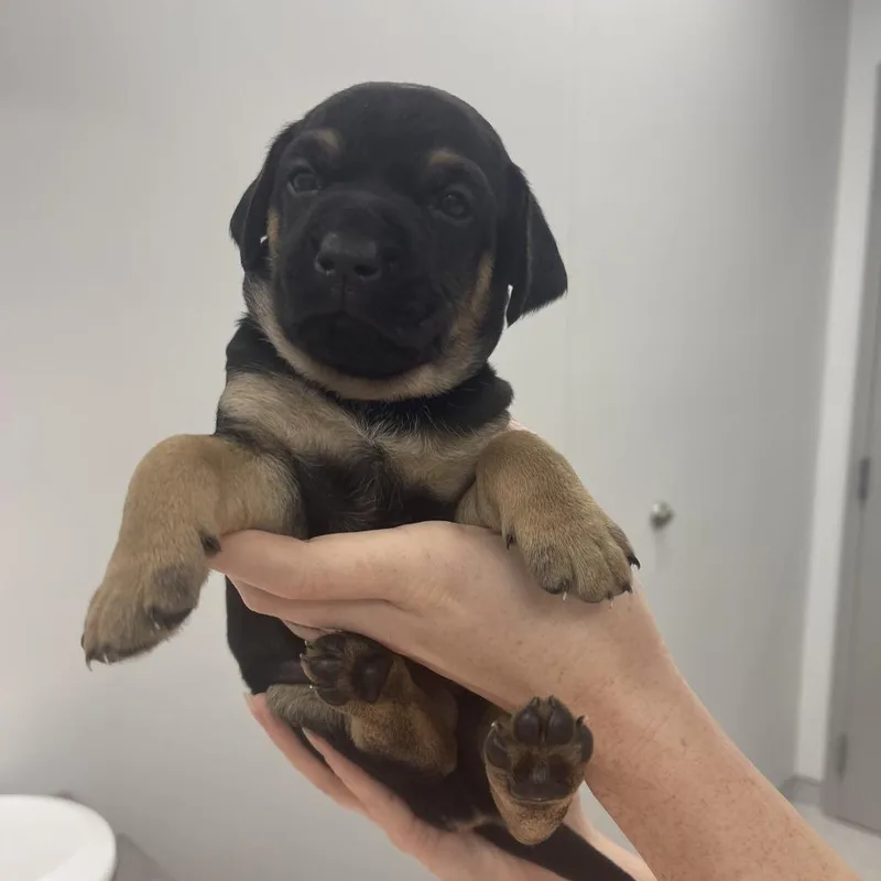 A baby small-sized male Mixed Breed dog named Mark for adoption in Winston Salem, NC