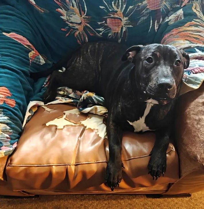 Kevin Malone thumbnail 3