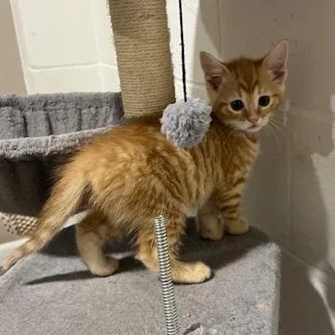 A baby small-sized female Buff / Tan / Fawn Domestic Short Hair cat named Caroline for adoption in Springfield, IL