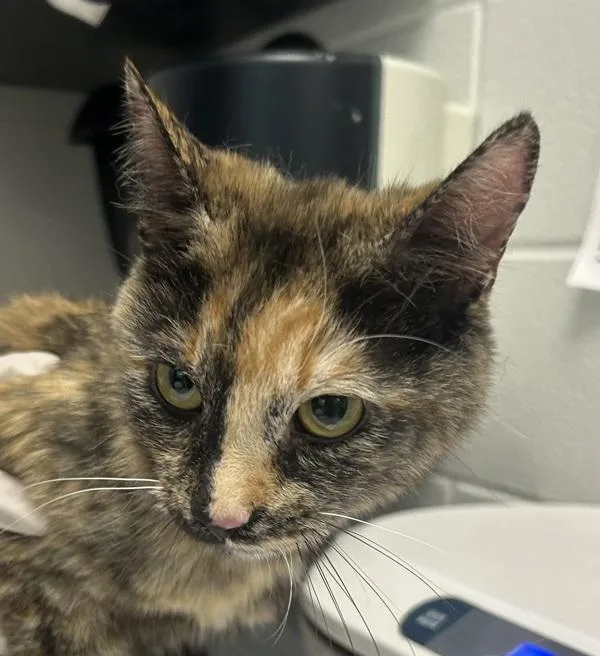 A young small-sized female Domestic Short Hair cat named Phantom for adoption in Golden, CO