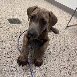 A baby medium-sized male Hound dog named Puppy for adoption in Bullhead City, AZ