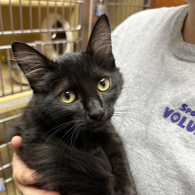 A baby small-sized female Black Domestic Medium Hair cat named Stewie for adoption in Spokane, WA