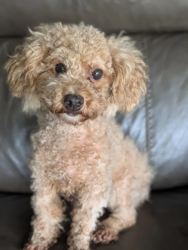 An adult small-sized female Apricot / Beige Poodle (Toy) dog named Charm for adoption in Baton Rouge, LA