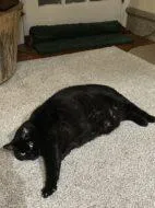 Beef Stew thumbnail 2