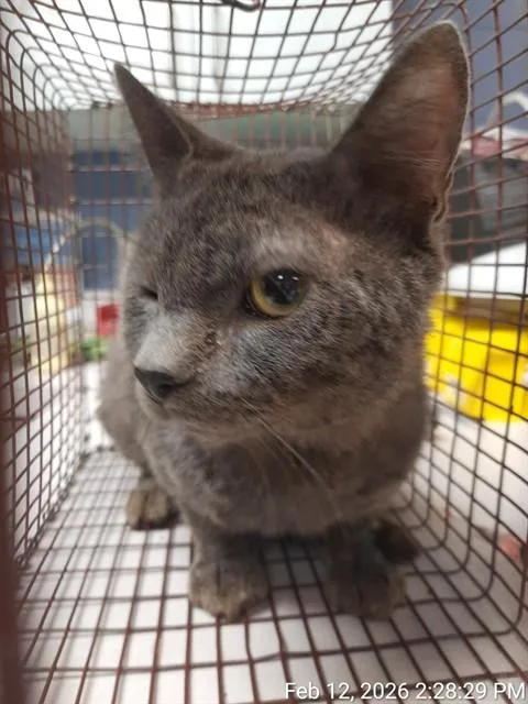 An adult small-sized male Domestic Short Hair cat named Hank for adoption in Jacksonville, FL