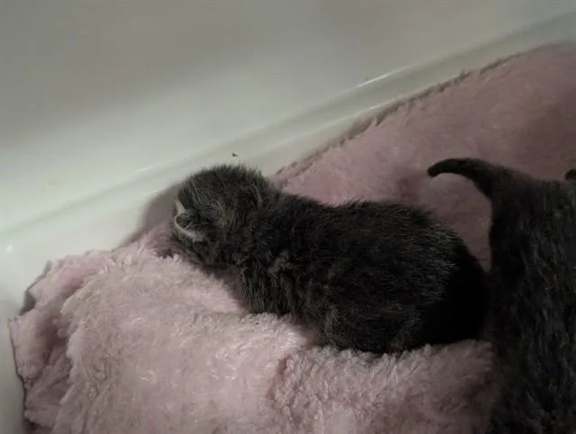 A baby medium-sized male Domestic Short Hair cat named Phineas for adoption in Dallas, TX